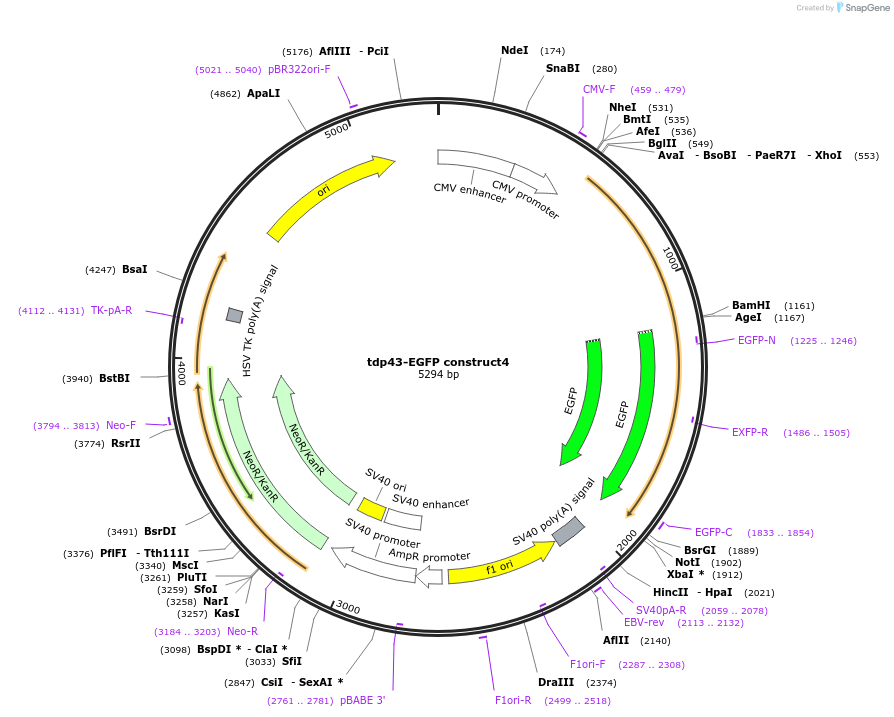 28197-plasmid-map-sequence-id-261714