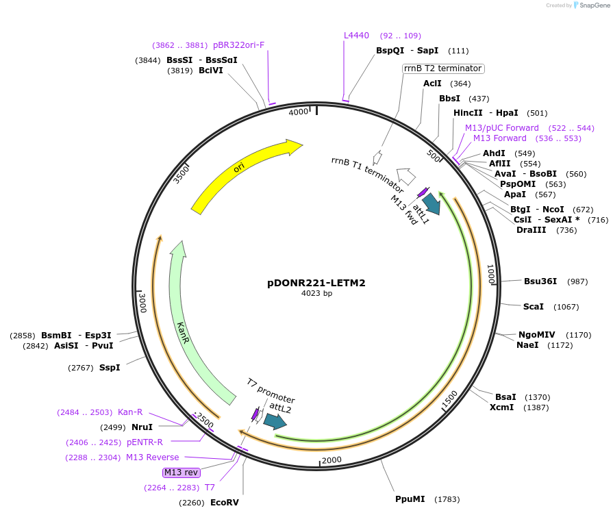 132270-plasmid-map-sequence-id-261716