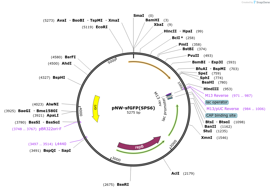133814-plasmid-map-sequence-id-261729