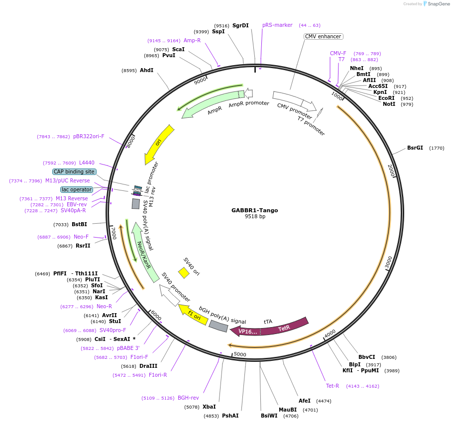 66287-plasmid-map-sequence-id-261739