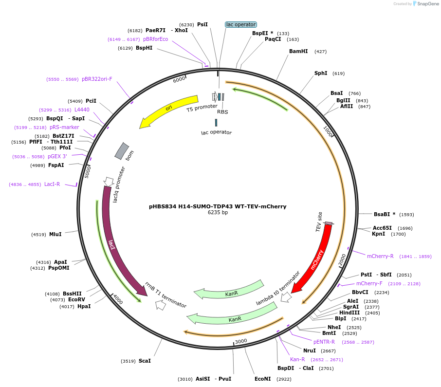 133320-plasmid-map-sequence-id-261741