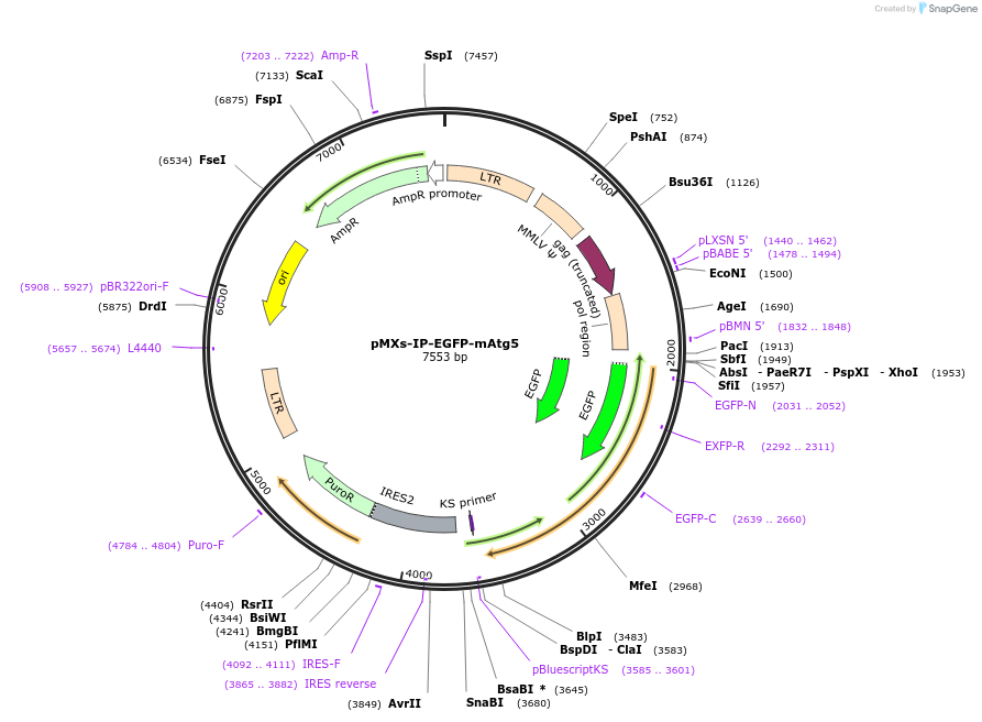 38196-plasmid-map-sequence-id-261742