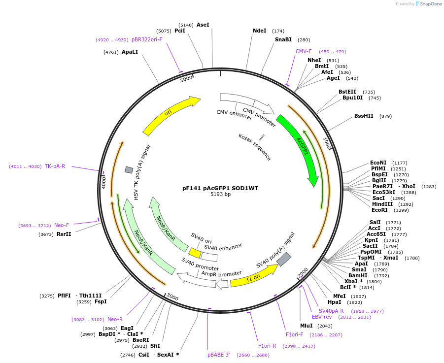 26402-plasmid-map-sequence-id-261744