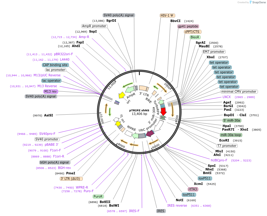 127696-plasmid-map-sequence-id-261745