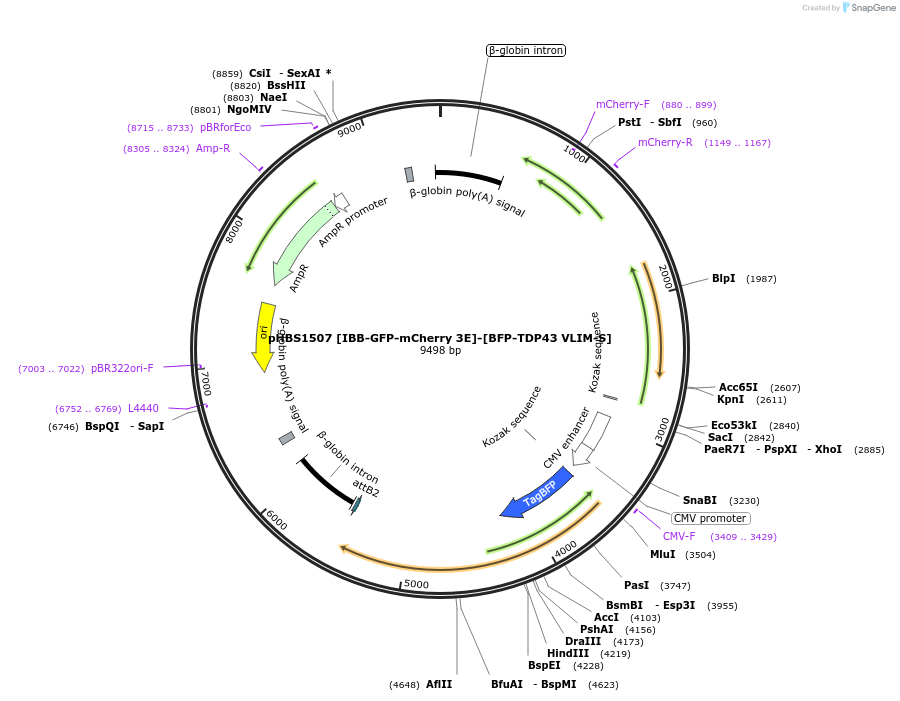133331-plasmid-map-sequence-id-261752