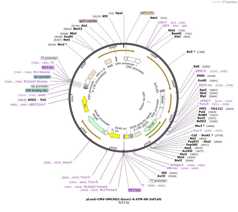 130686-plasmid-map-sequence-id-261754