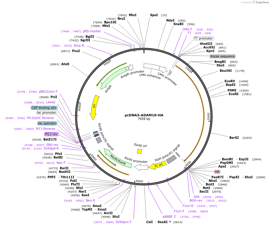65106-plasmid-map-sequence-id-261761