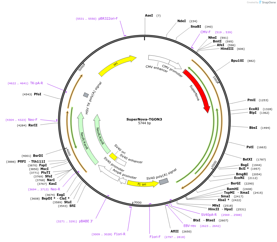 131859-plasmid-map-sequence-id-261764