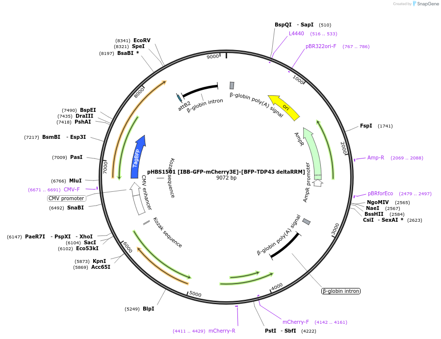 133325-plasmid-map-sequence-id-261767