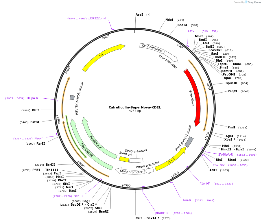 131857-plasmid-map-sequence-id-261768