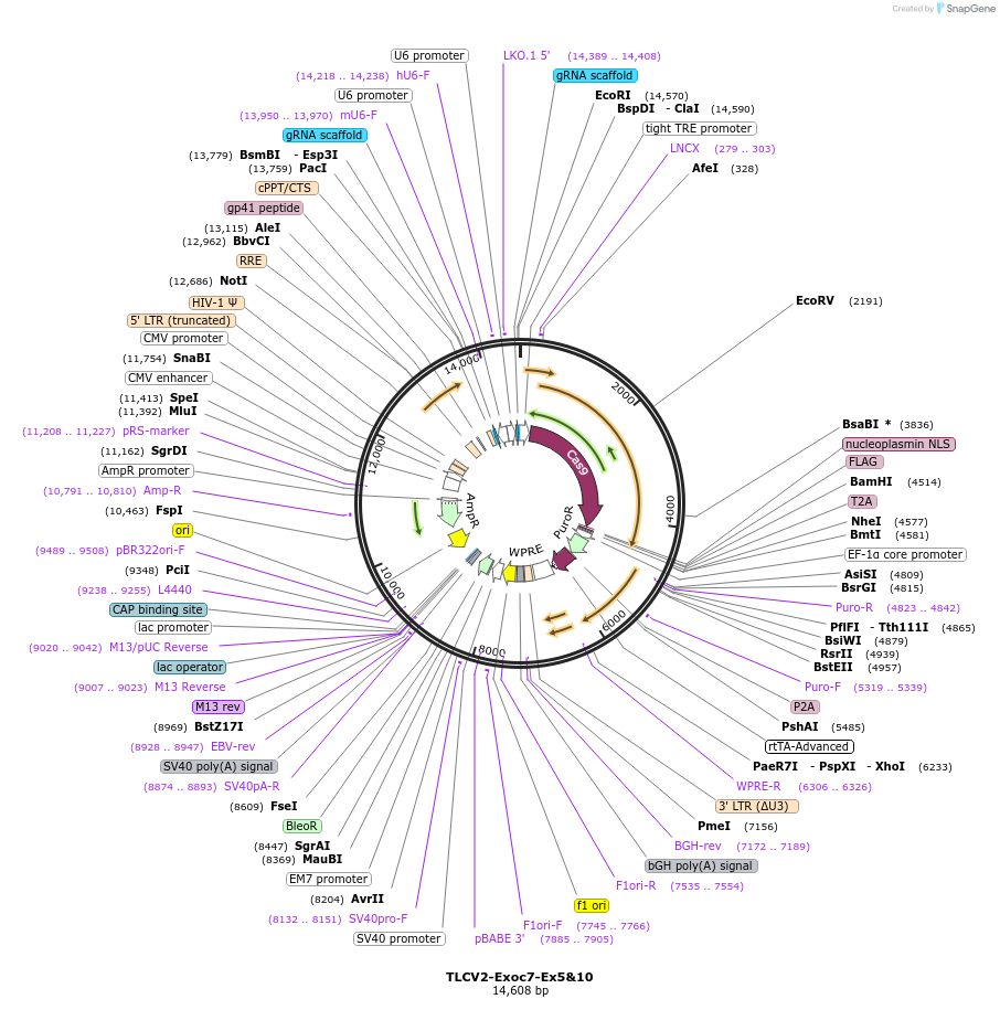 261775_map