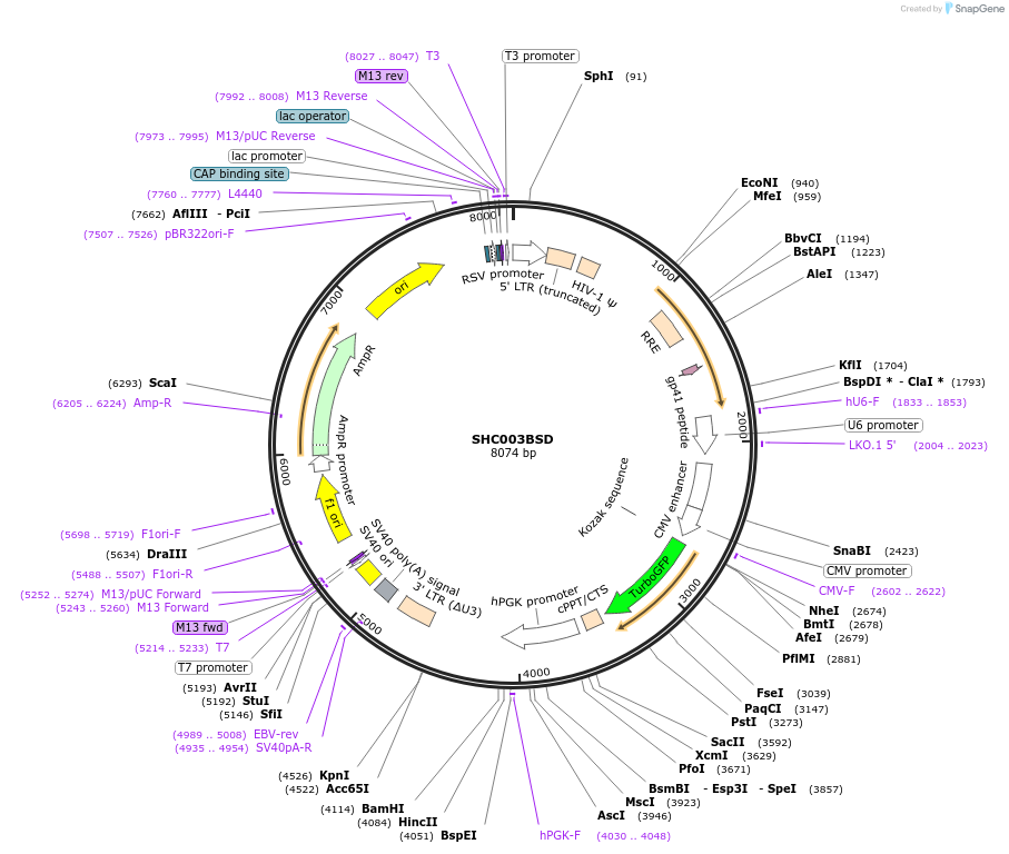 133300-plasmid-map-sequence-id-261777