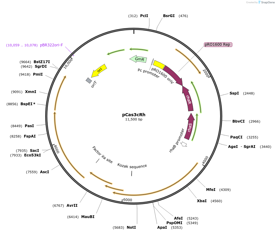133773-plasmid-map-sequence-id-261778
