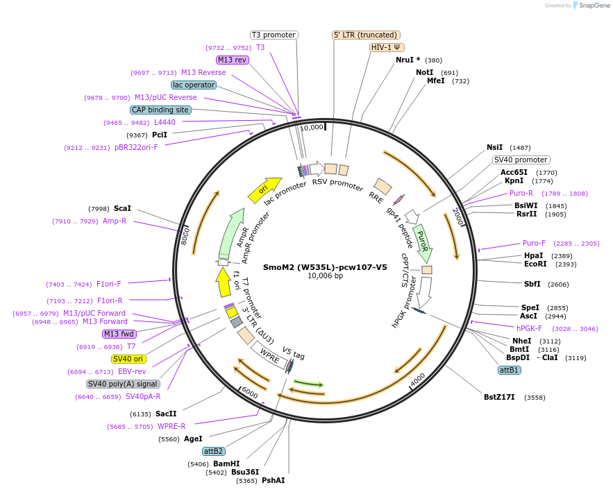 64628-plasmid-map-sequence-id-261780