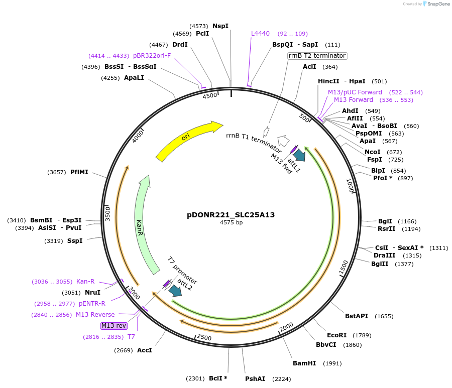 132038-plasmid-map-sequence-id-261789