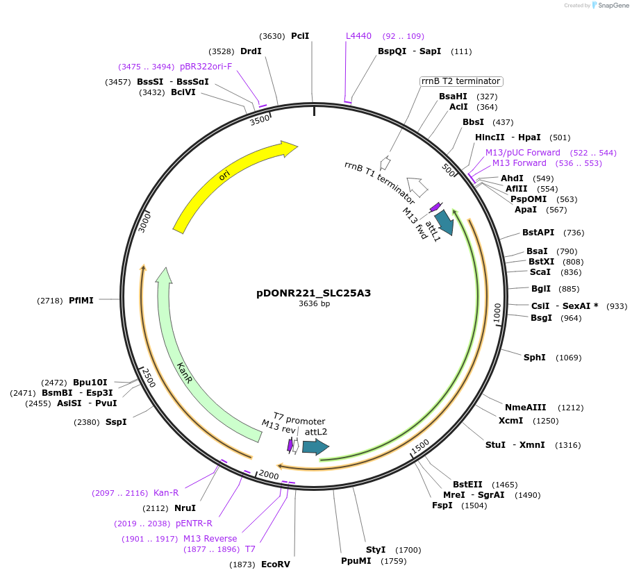 132040-plasmid-map-sequence-id-261794