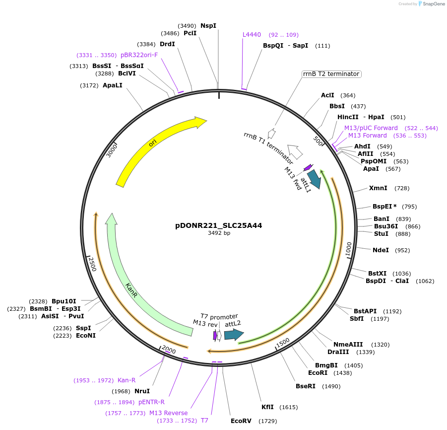 132042-plasmid-map-sequence-id-261796