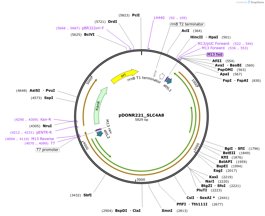 132300-plasmid-map-sequence-id-261799