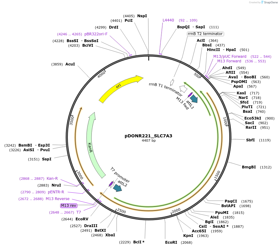 132301-plasmid-map-sequence-id-261801