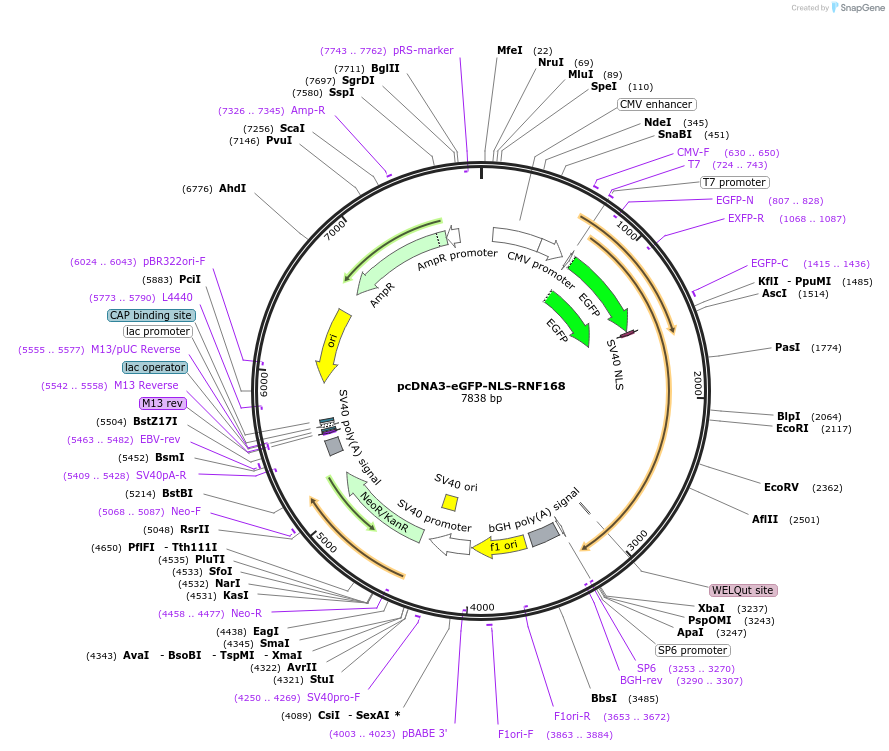 133977-plasmid-map-sequence-id-261816
