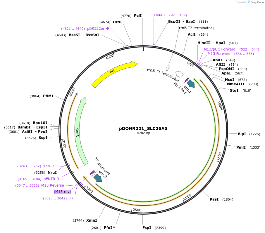 132044-plasmid-map-sequence-id-261832