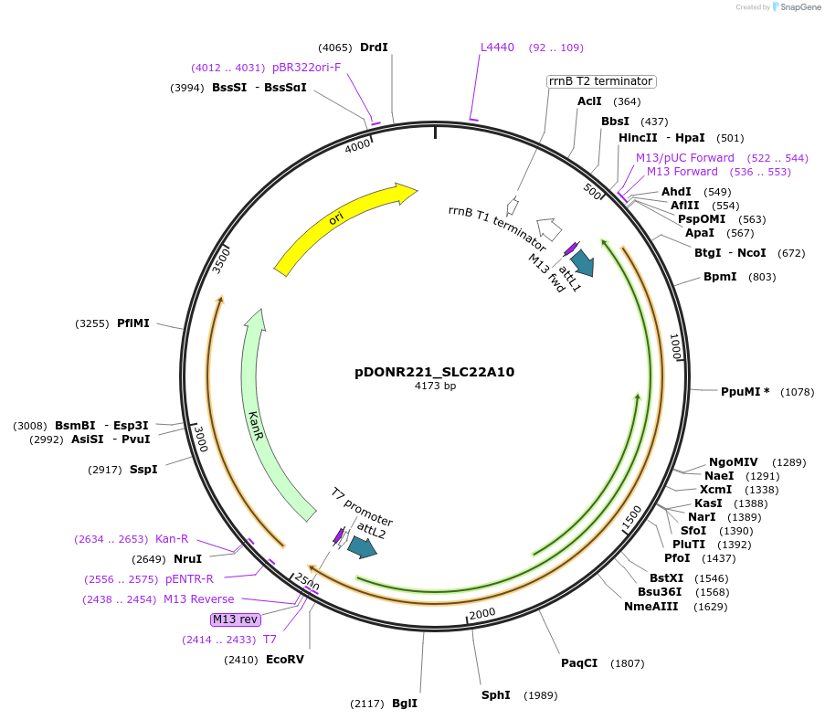 132046-plasmid-map-sequence-id-261839