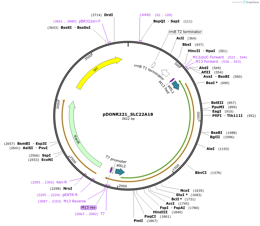 132047-plasmid-map-sequence-id-261842