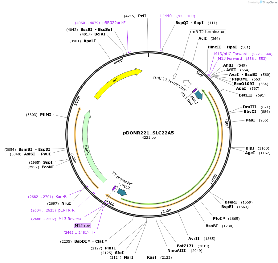 132048-plasmid-map-sequence-id-261843