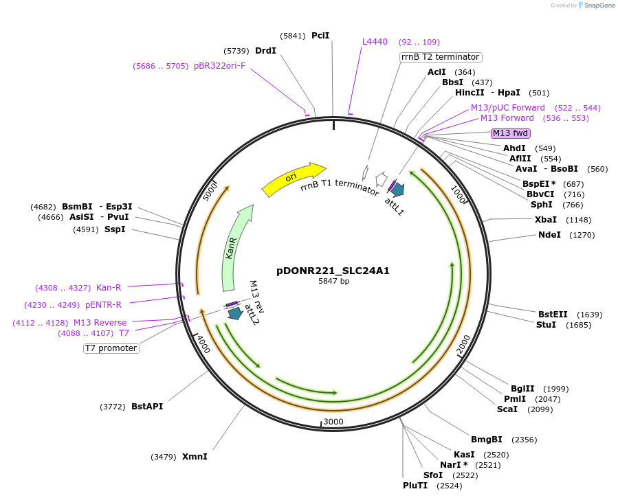 132049-plasmid-map-sequence-id-261844