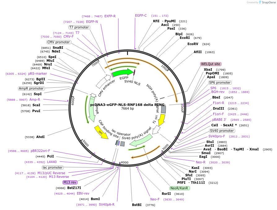 133983-plasmid-map-sequence-id-261913