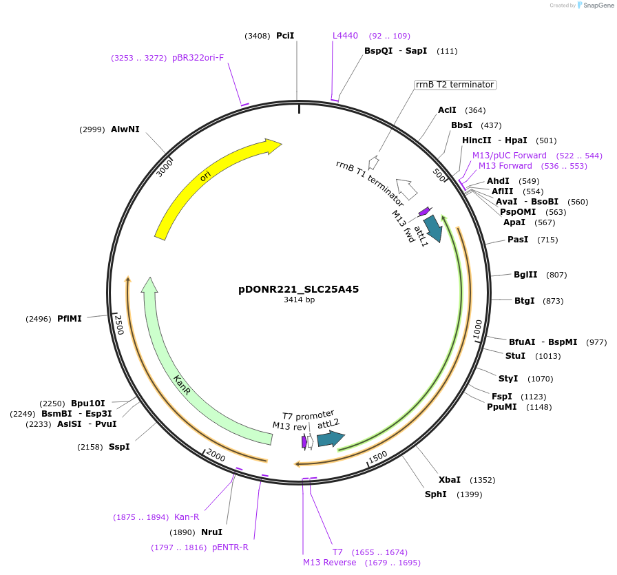 132054-plasmid-map-sequence-id-261915