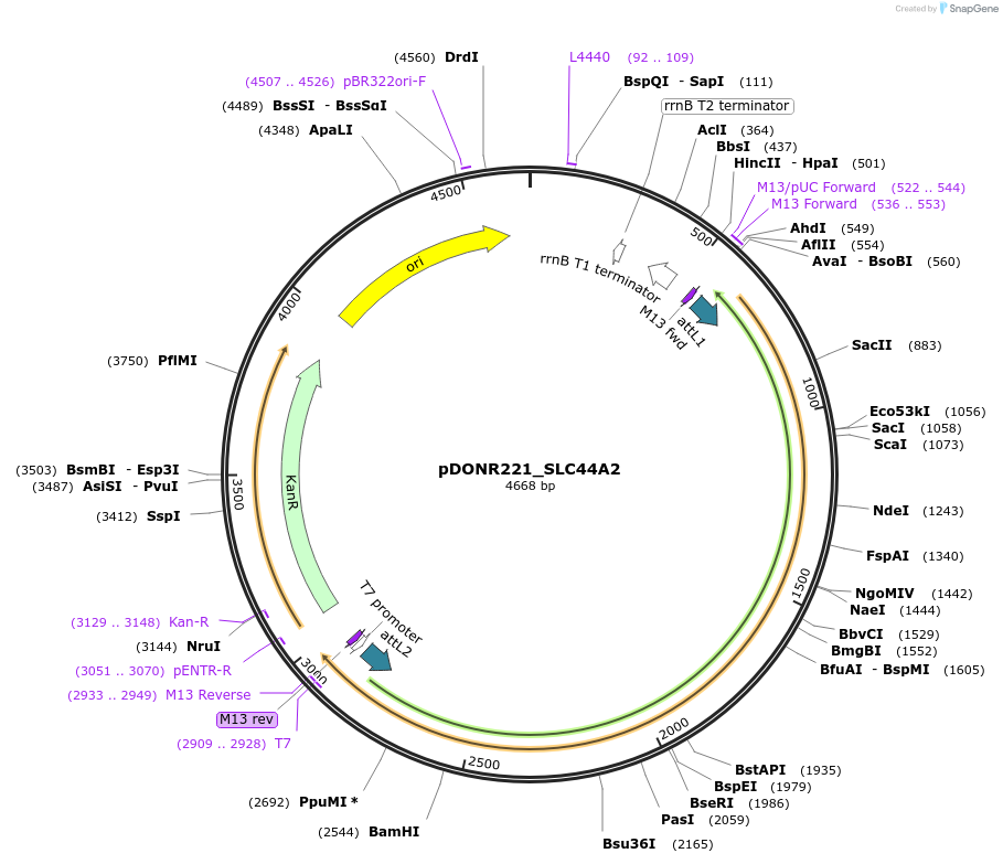132214-plasmid-map-sequence-id-261918