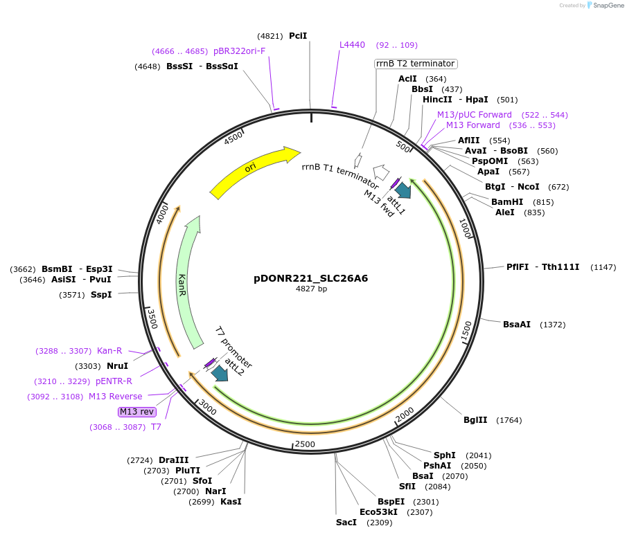 132056-plasmid-map-sequence-id-261921