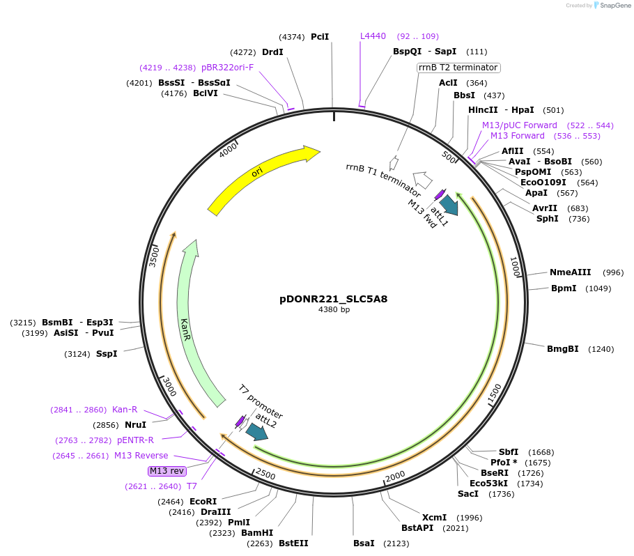 132218-plasmid-map-sequence-id-261924