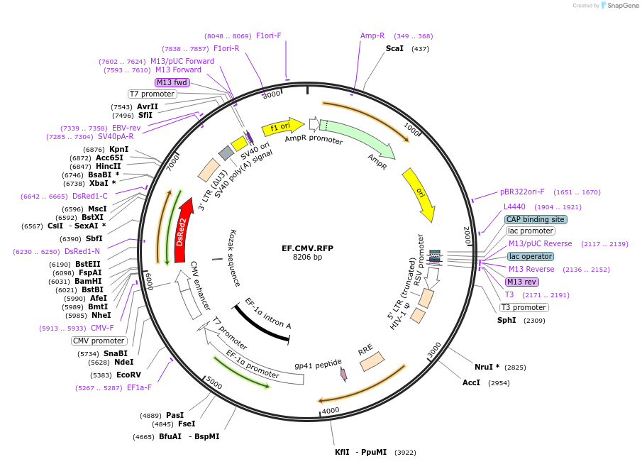 17619-plasmid-map-sequence-id-261925