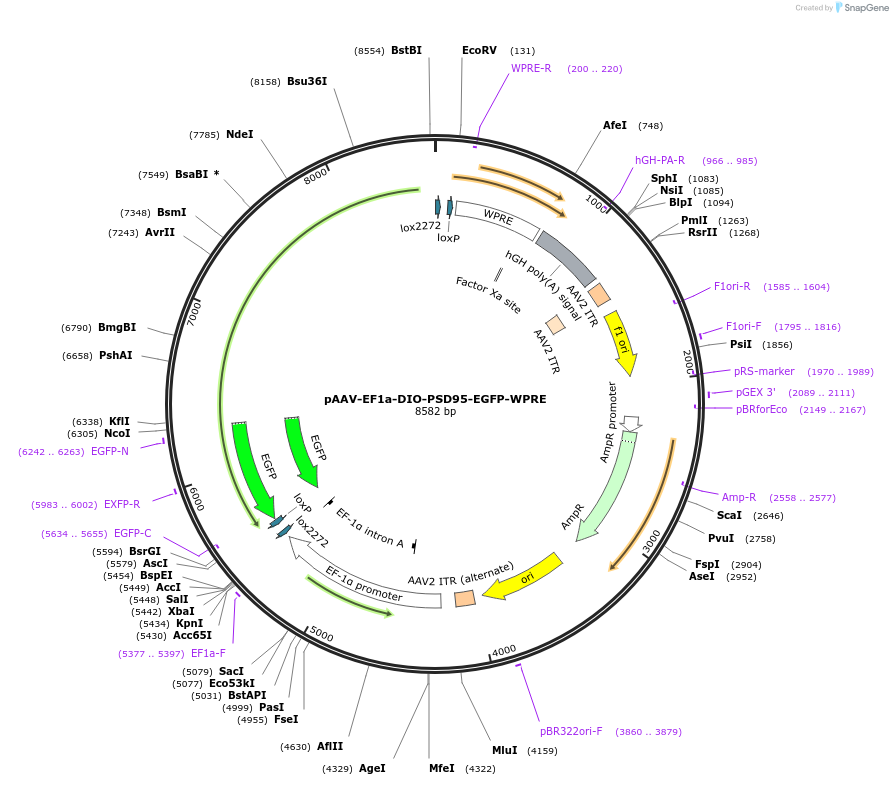 133785-plasmid-map-sequence-id-261964