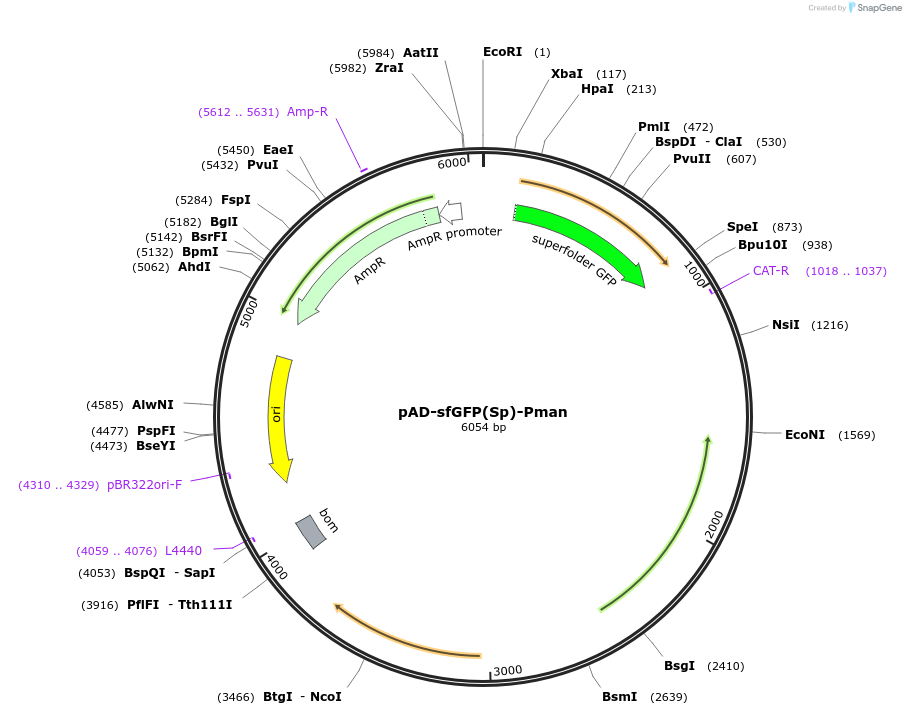 133833-plasmid-map-sequence-id-261973