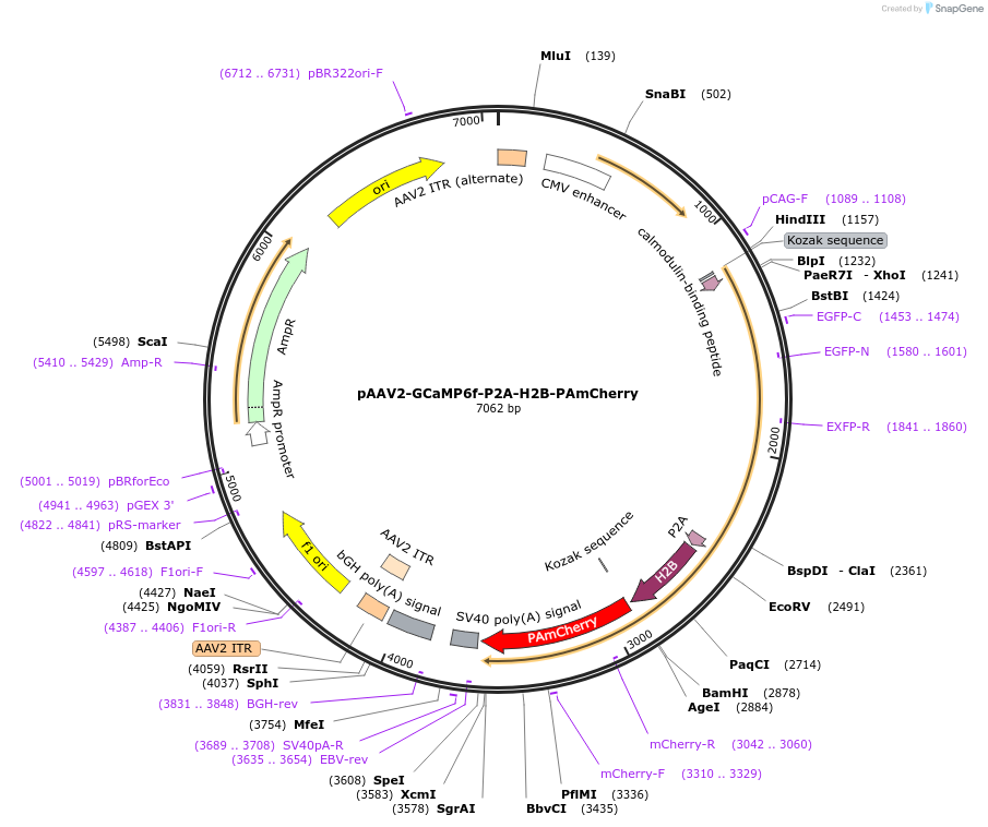 133419-plasmid-map-sequence-id-261974