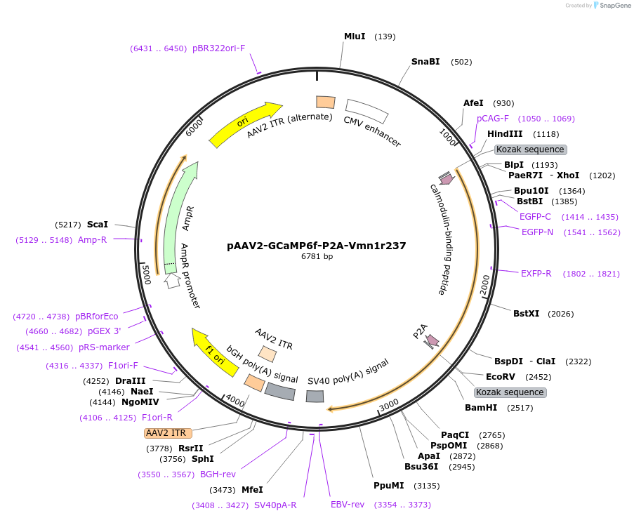 133417-plasmid-map-sequence-id-261975