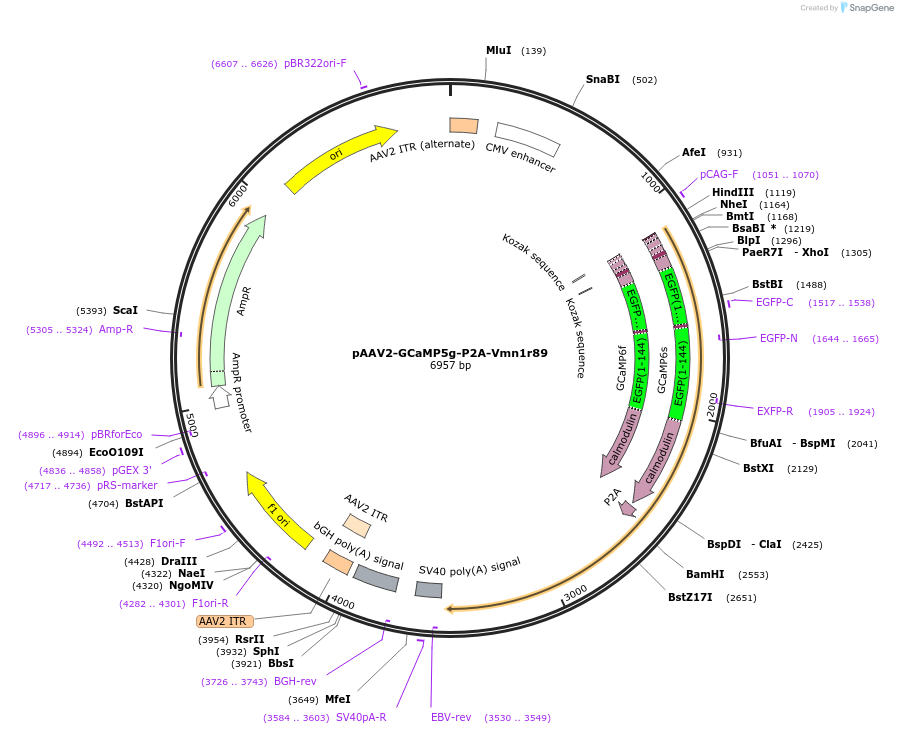 133416-plasmid-map-sequence-id-261976