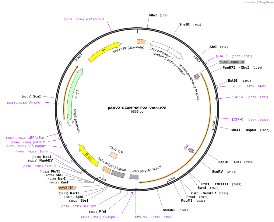 133413-plasmid-map-sequence-id-261977