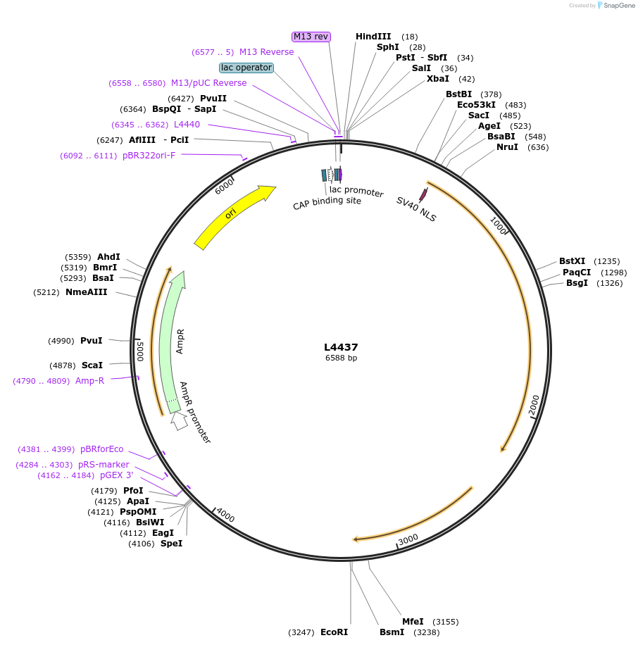 1652-plasmid-map-sequence-id-262