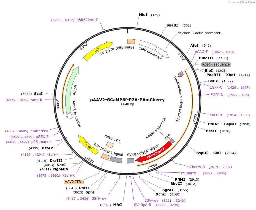 133412-plasmid-map-sequence-id-262053