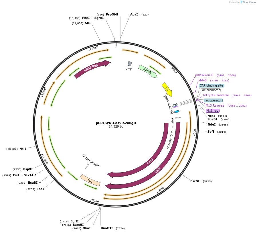 125688-plasmid-map-sequence-id-262065