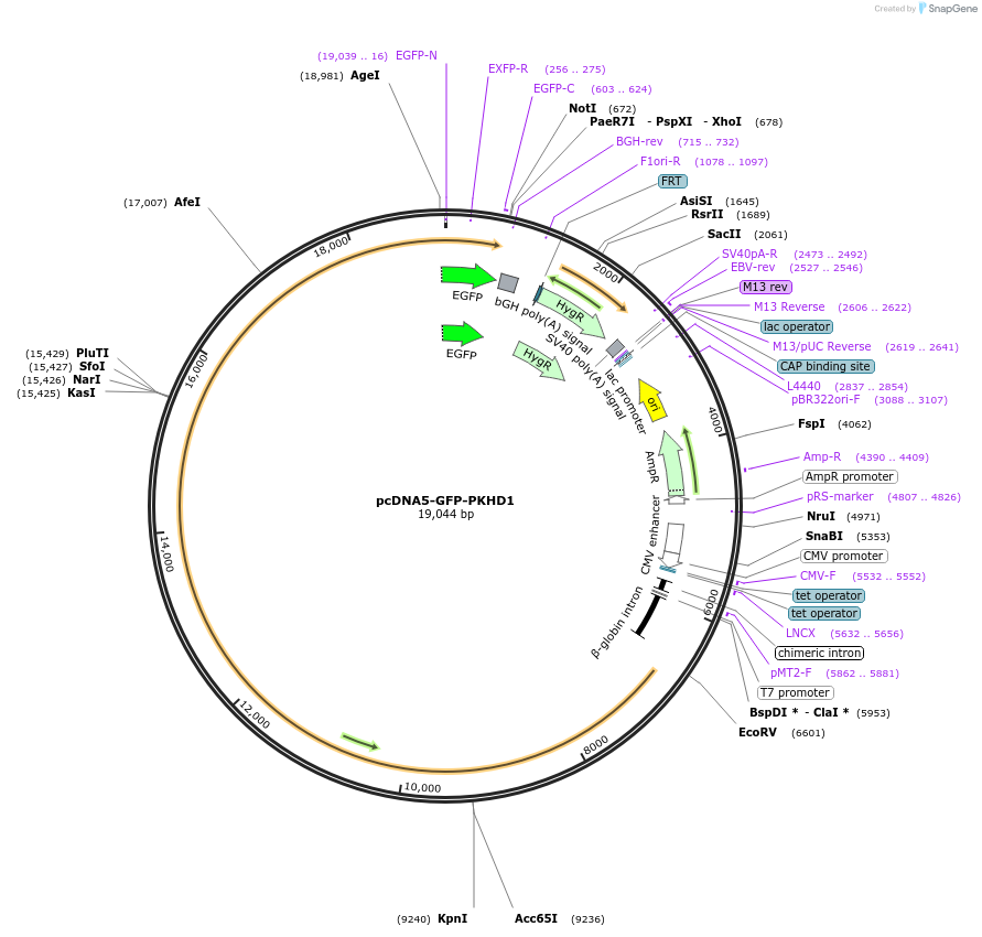 108408-plasmid-map-sequence-id-262256