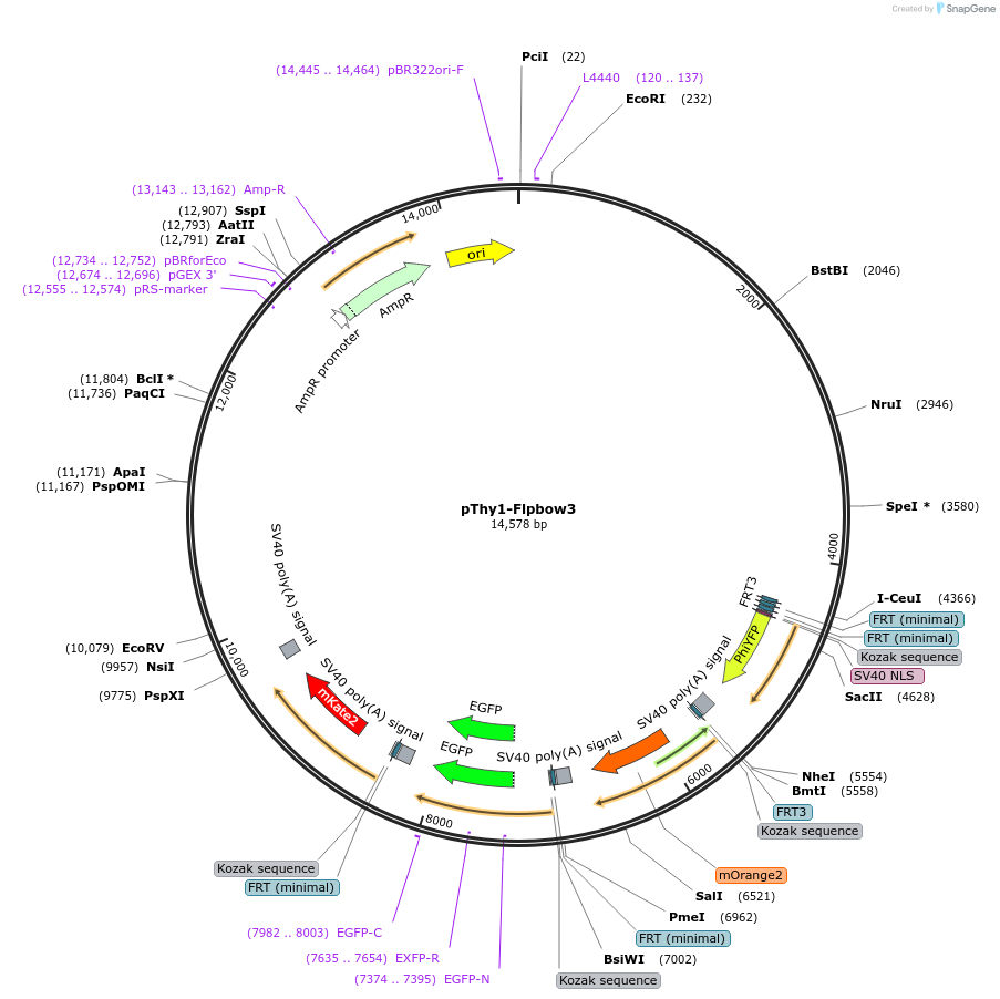 45181-plasmid-map-sequence-id-262409