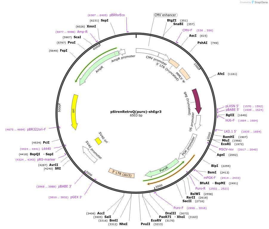 108115-plasmid-map-sequence-id-262411