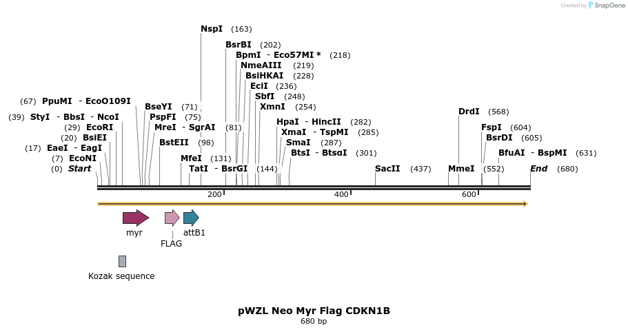 26242_map