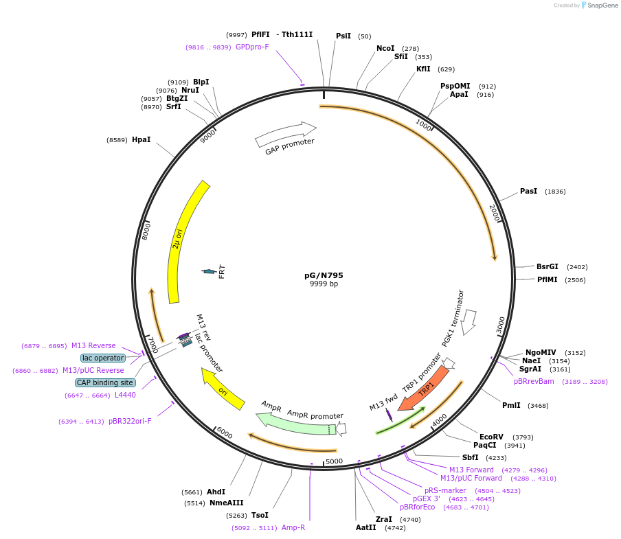 108220-plasmid-map-sequence-id-262422
