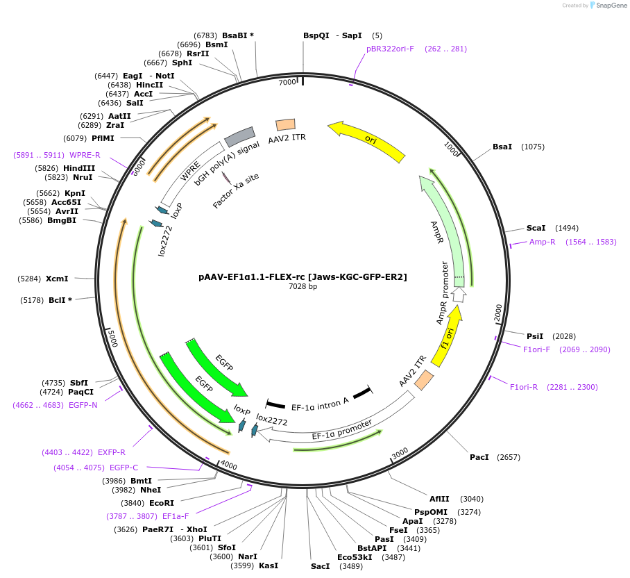 108274-plasmid-map-sequence-id-262430